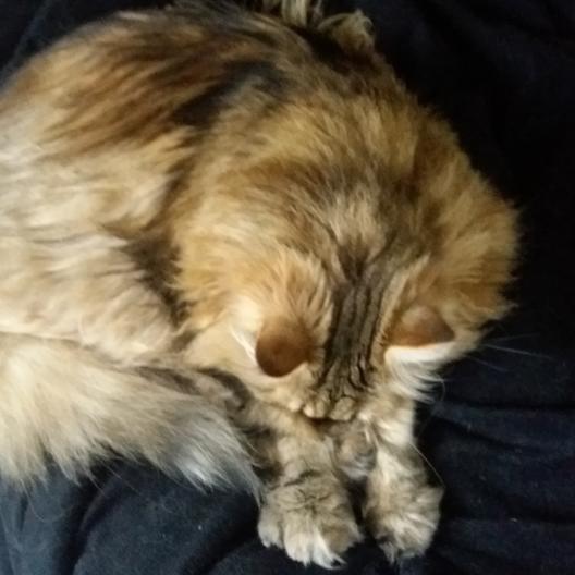 Cat Songs